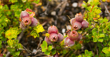 Emu Apple Extract
